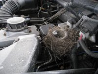 bird nest.JPG